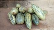 A harvest of marrows