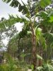 Banana tree in fruit