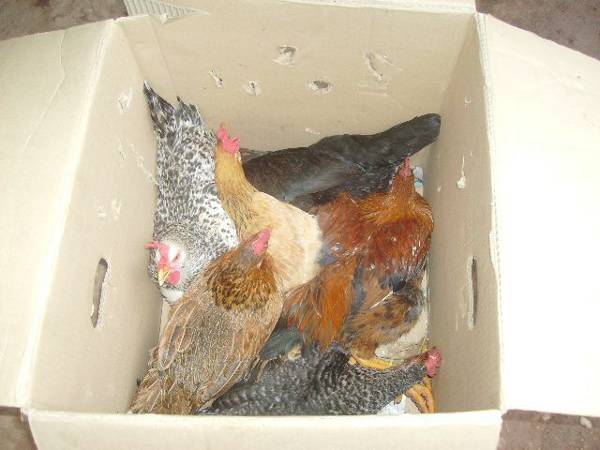 Hens on the move